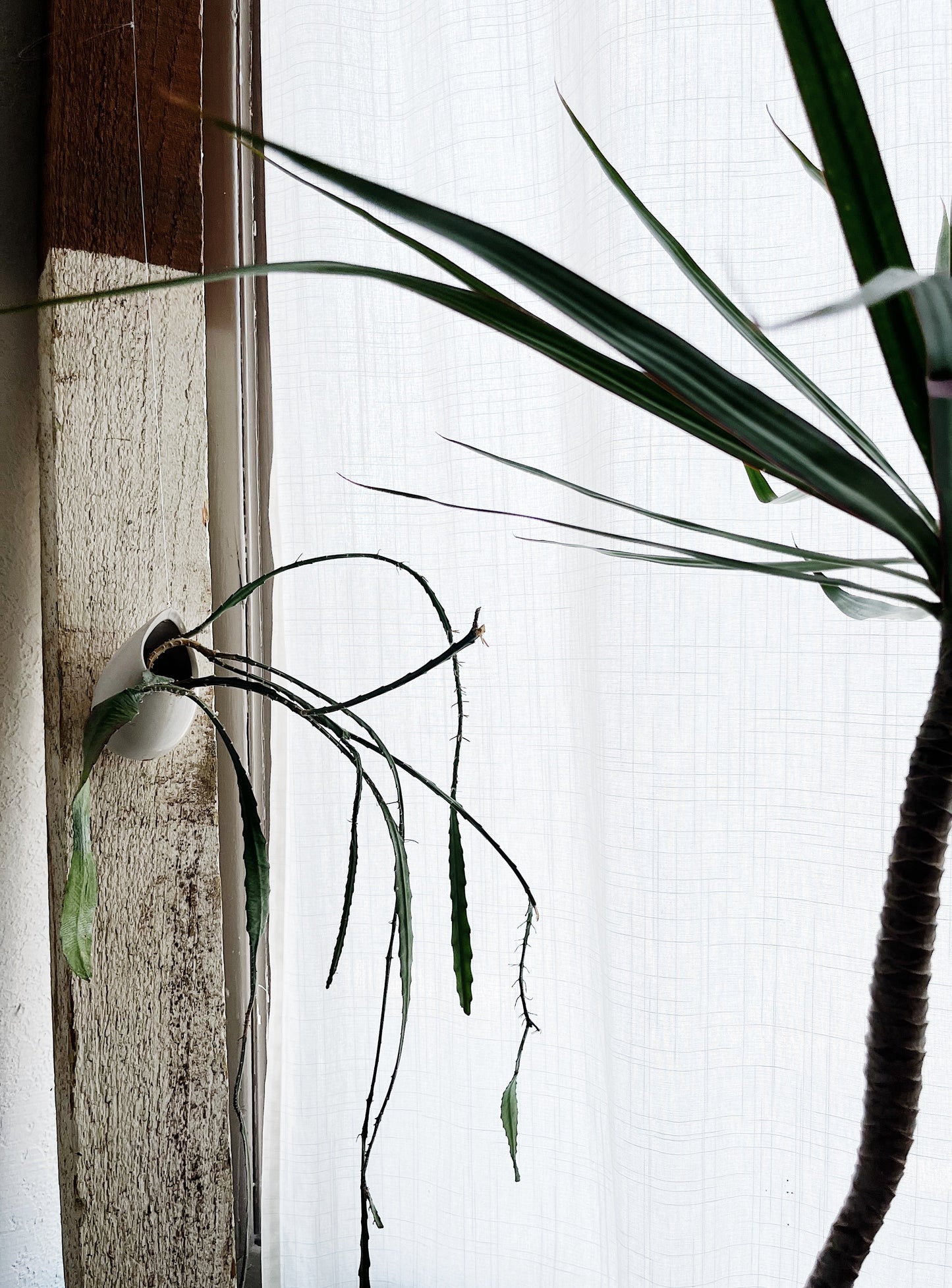 Epiphyllum in Hanging Ceramic