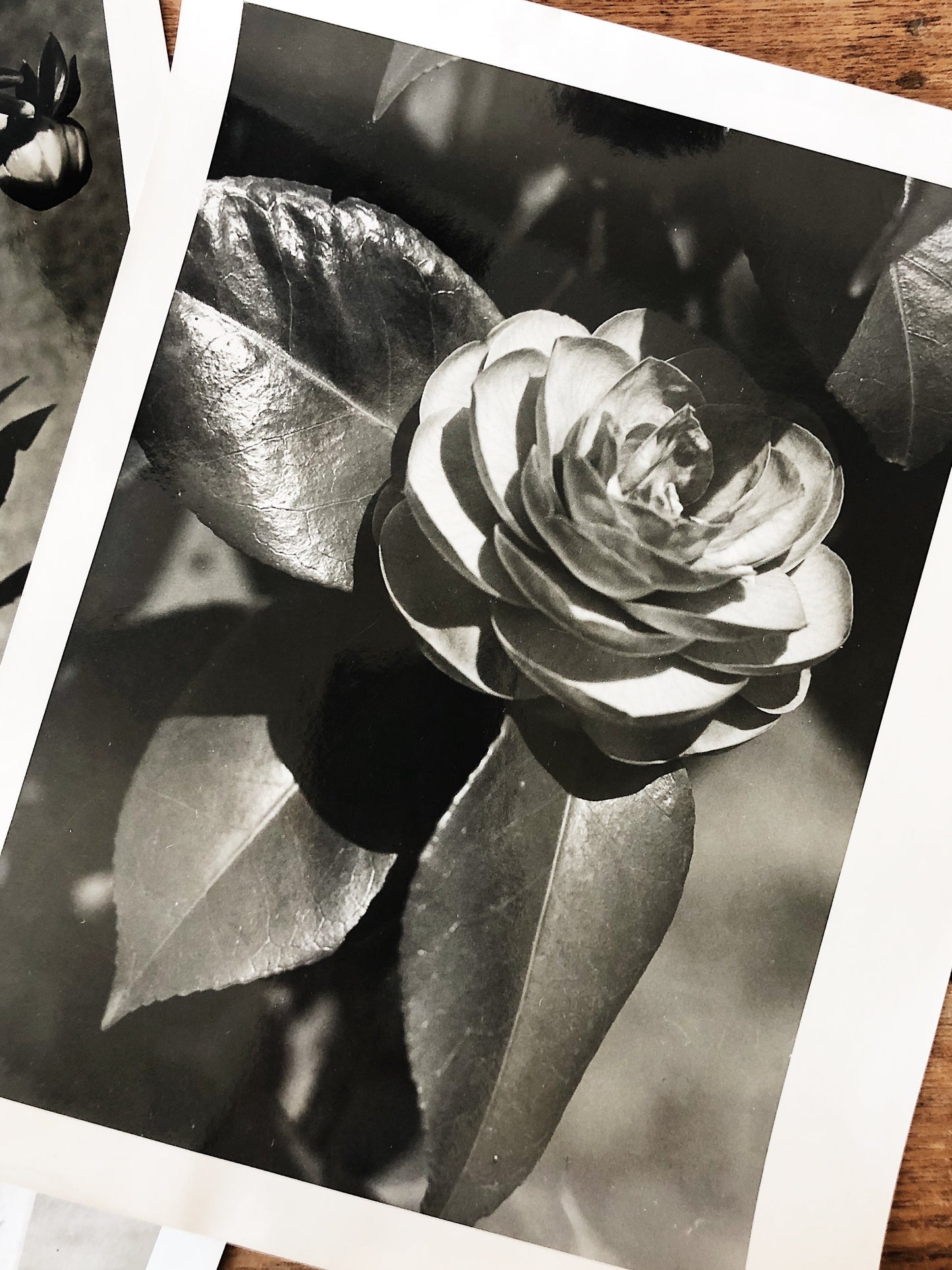 Vintage Original Botanical Photograph