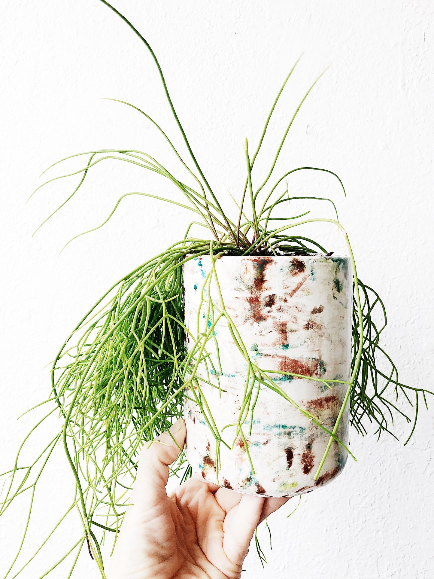 Rhipsalis Potted in Splatter Ceramic