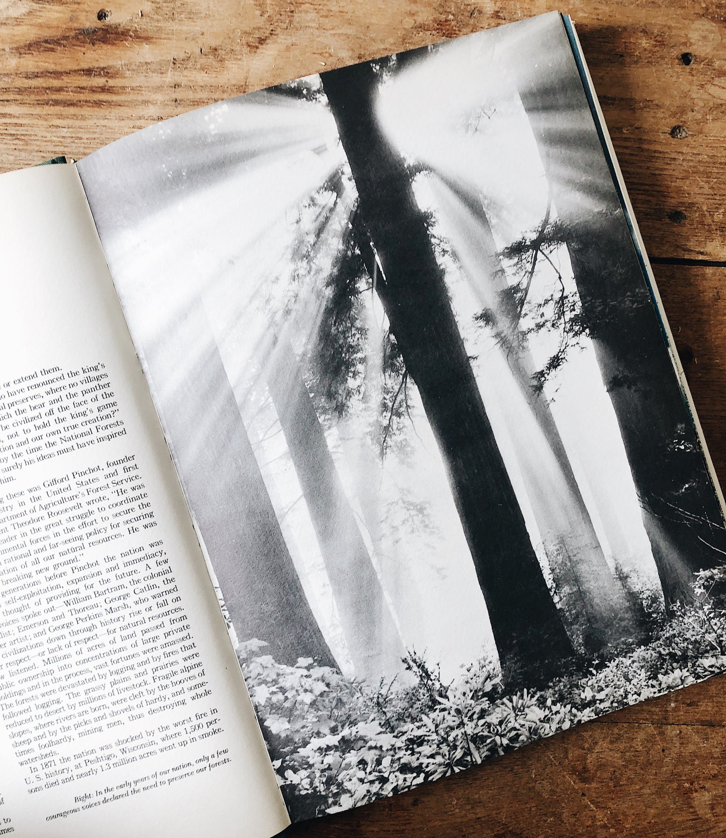 Vintage National Forests of America Book