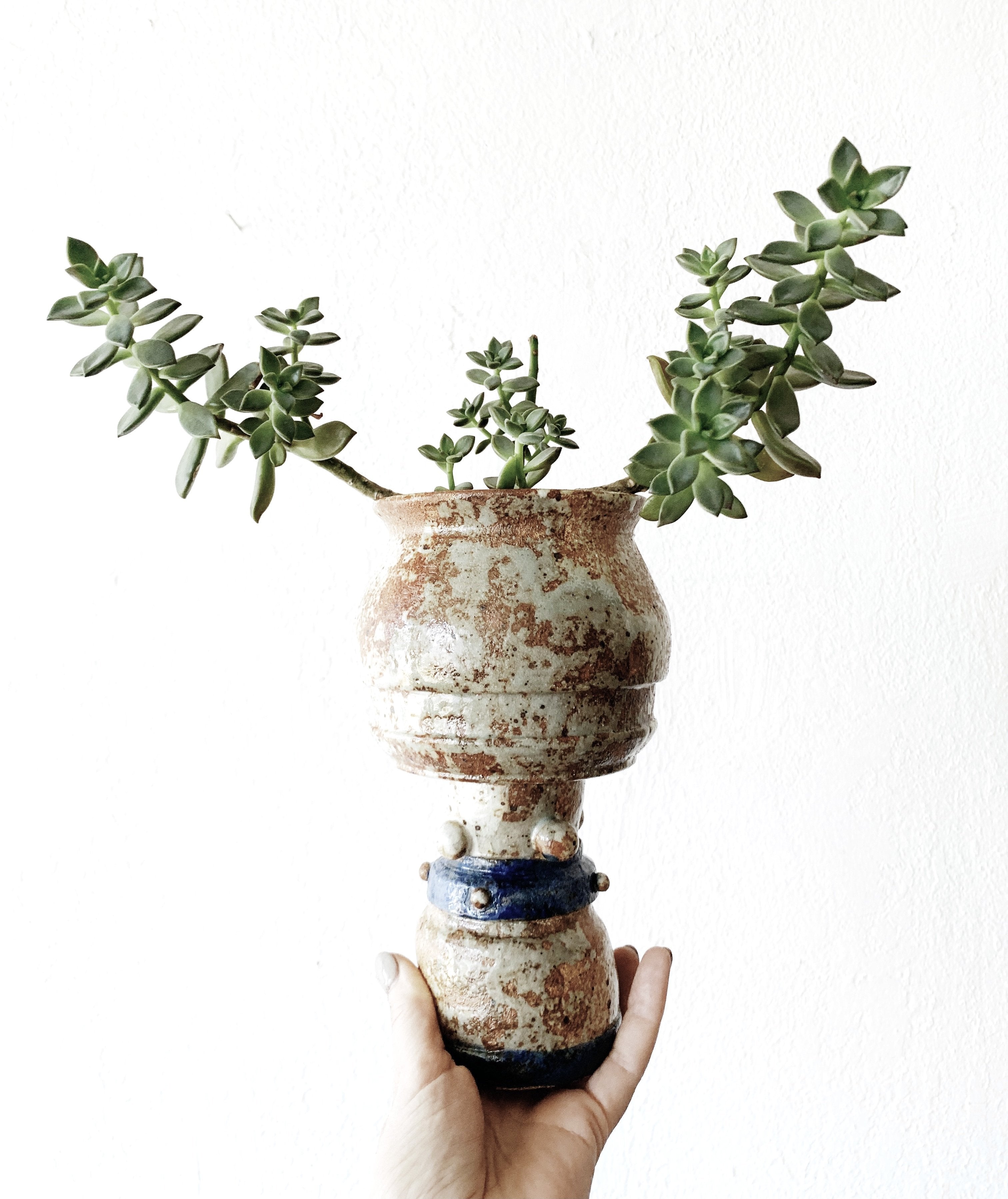 Potted Succulent in Handmade Vessel - Thumbnail 2