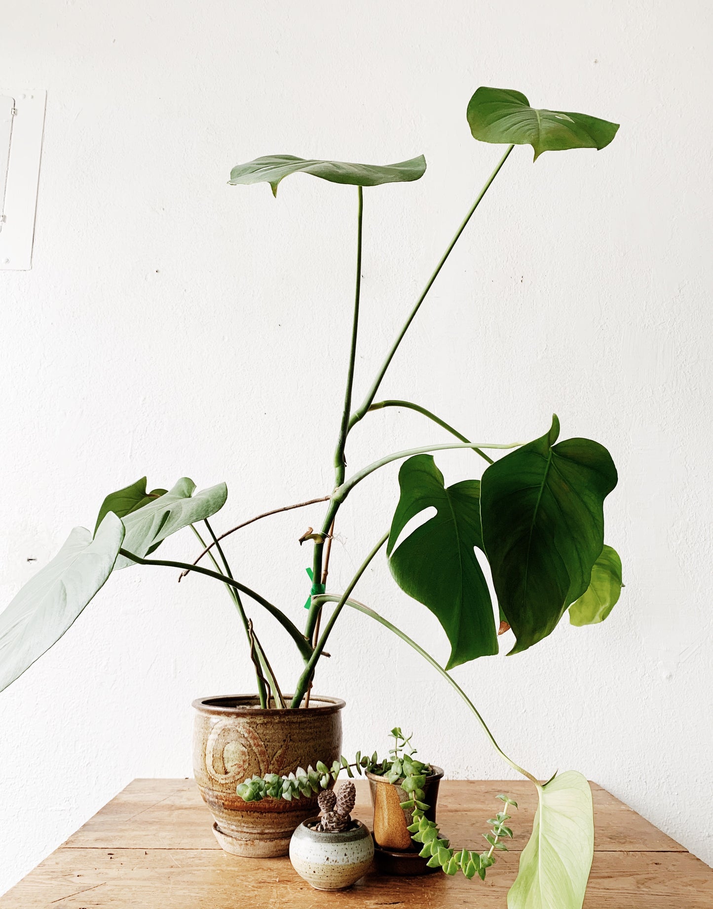 Large Potted Split Leaf Philodendron