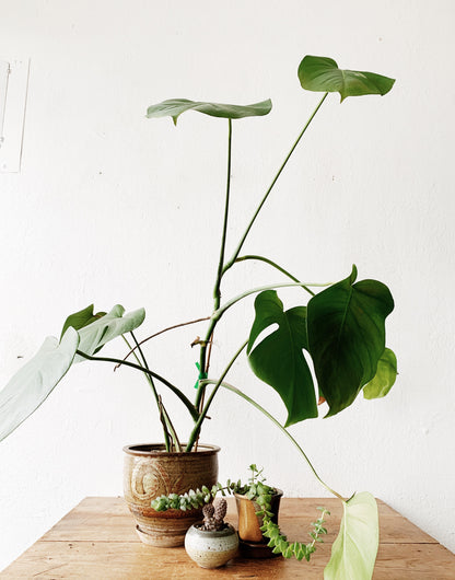 Large Potted Split Leaf Philodendron