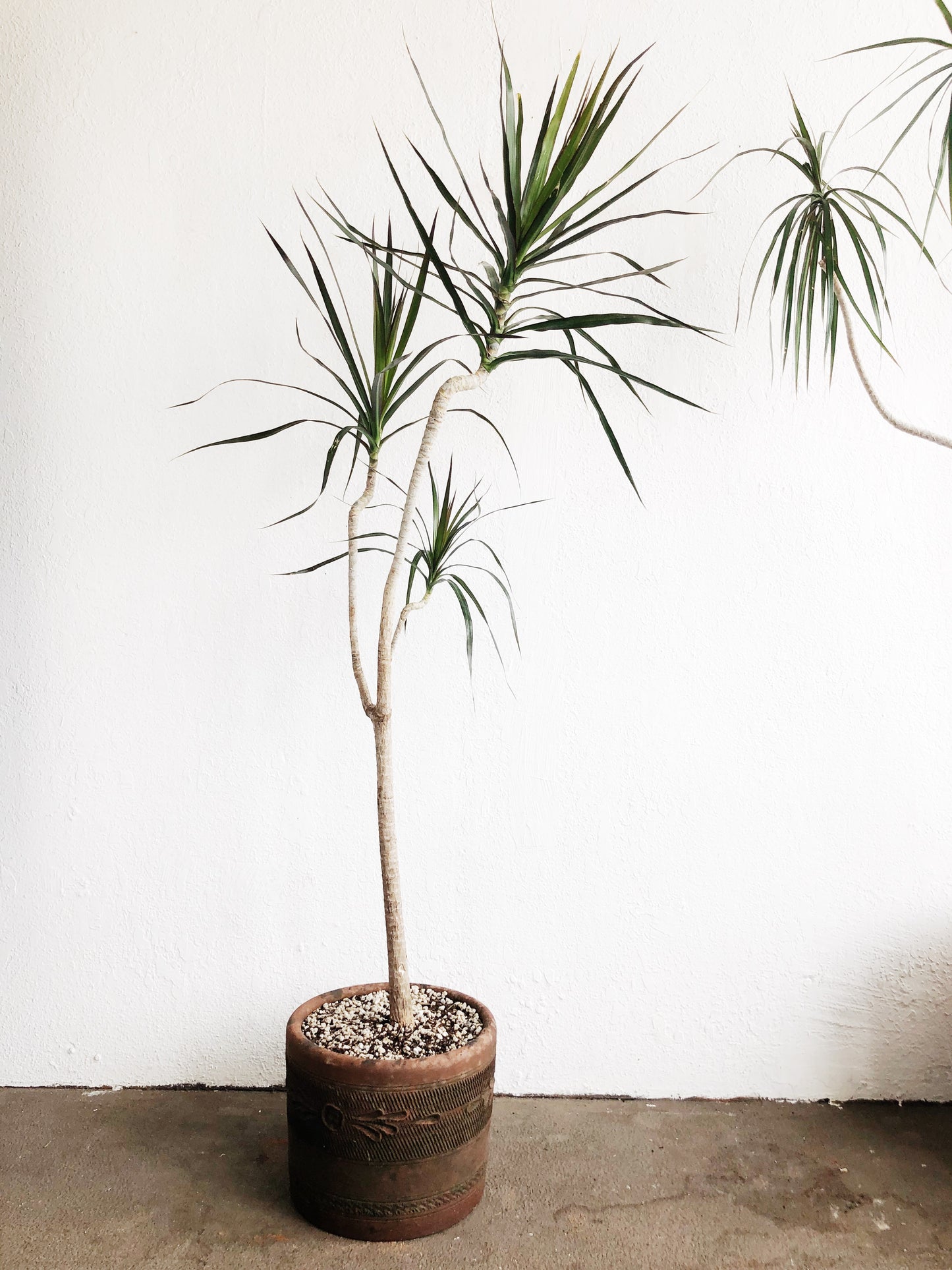 Potted Dracaena Palm