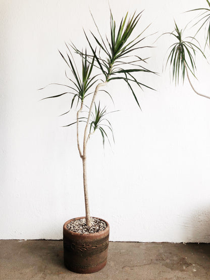 Potted Dracaena Palm