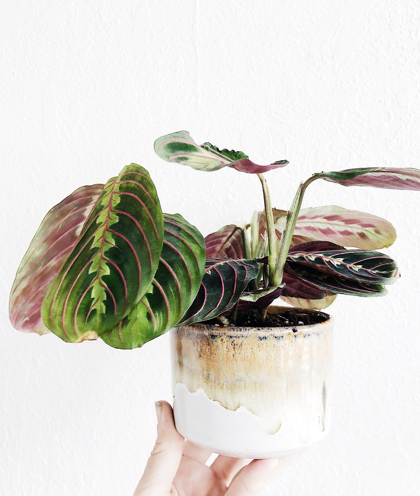 Maranta Leuconeura in Vintage Pottery Planter