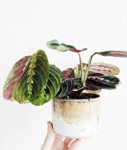 Maranta Leuconeura in Vintage Pottery Planter
