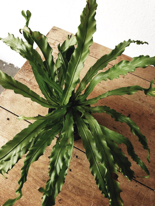 Birds Nest Fern In Vintage Brass