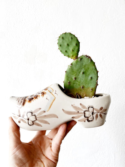 Potted Succulents in Vintage