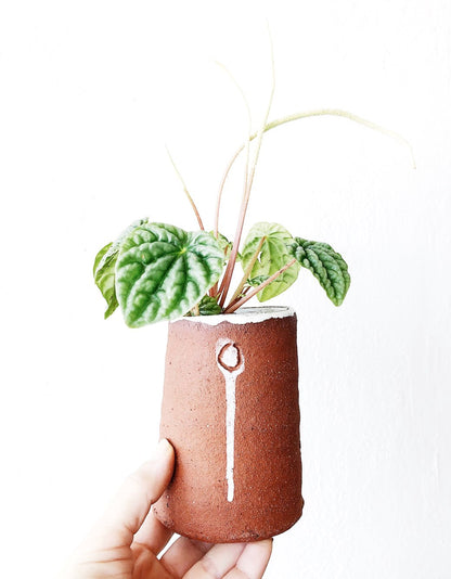 Pepperomia in Handmade Ghost Dancer Pot