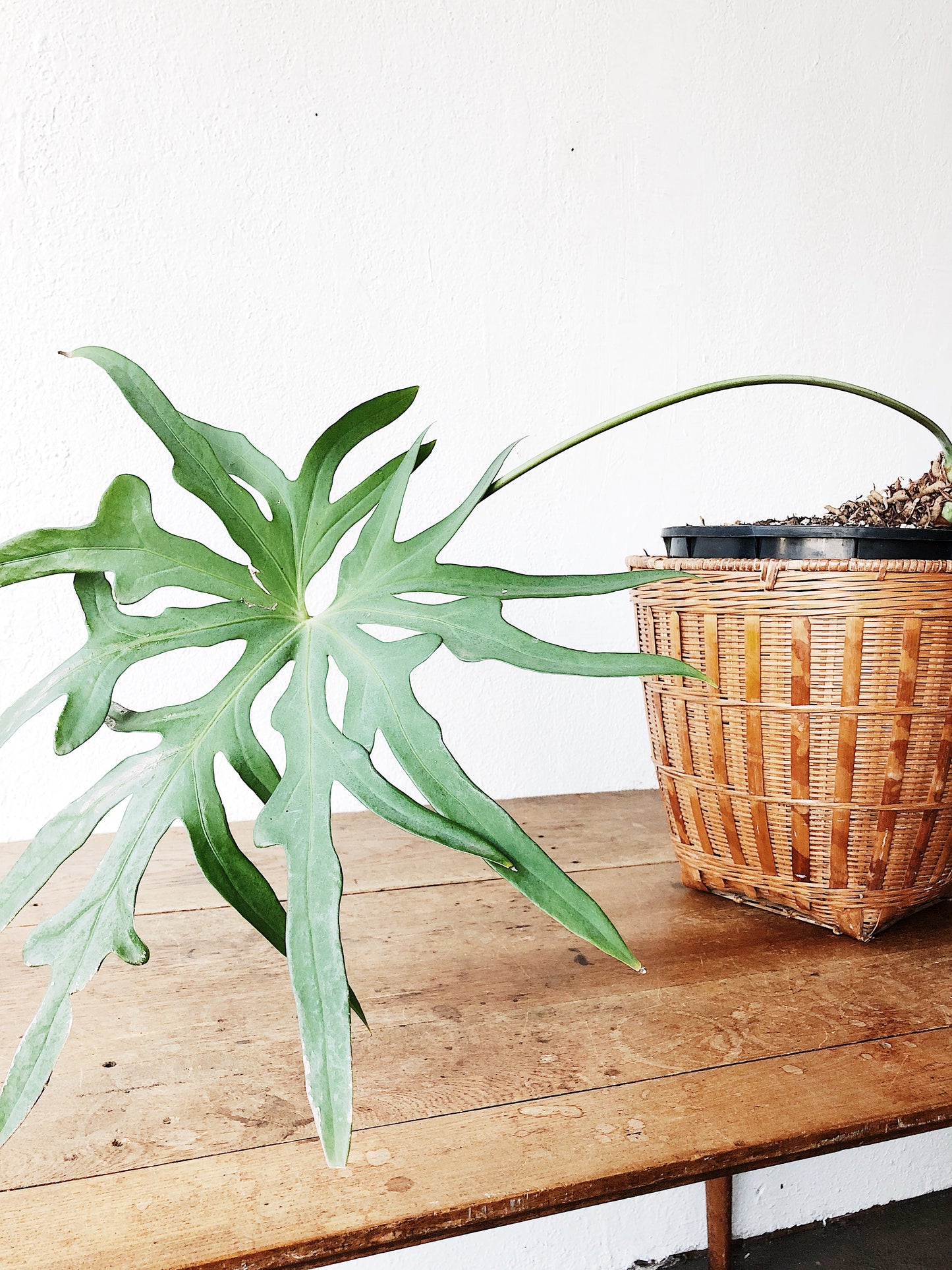 anthurium pedatum Mature Anthurium Pedatum – Maven Collective
