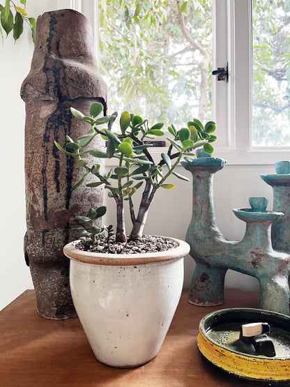 Large Potted Jade Plant