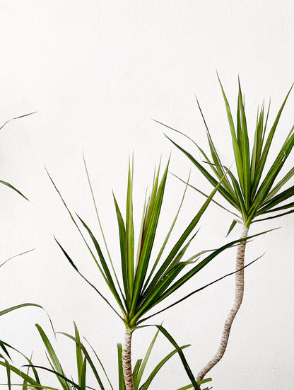 Potted Dracaena Palms