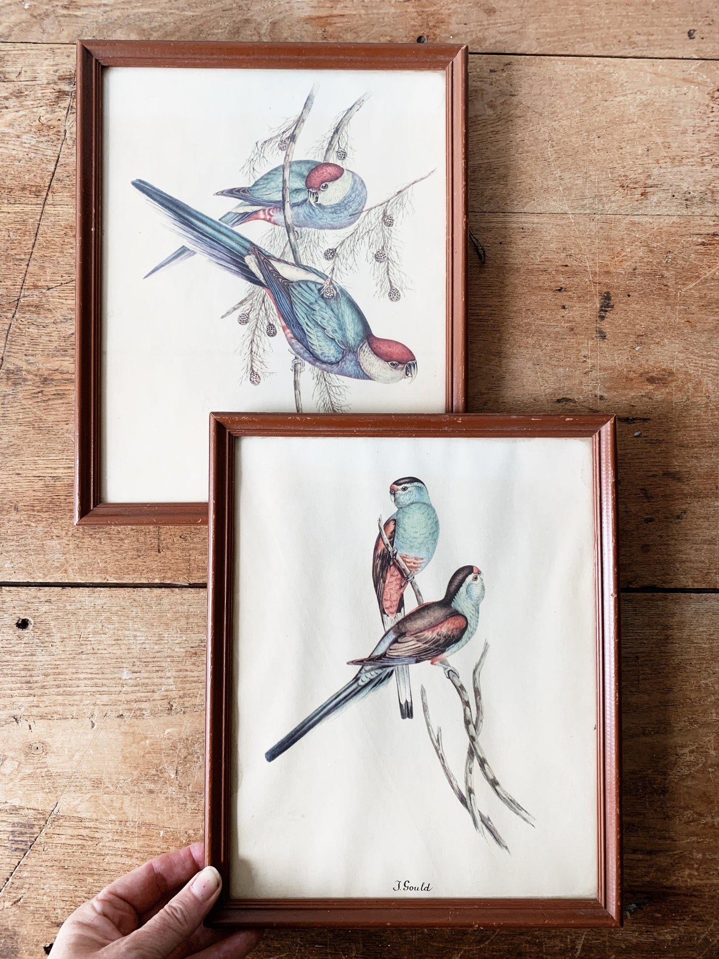 Antique J. Gould Hand Tint Framed Lithos