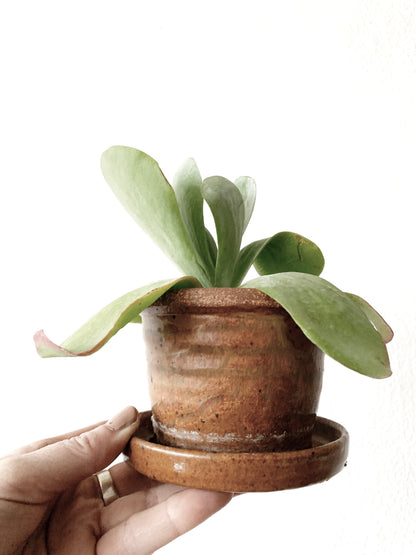 Vintage Stoneware Tray Pot