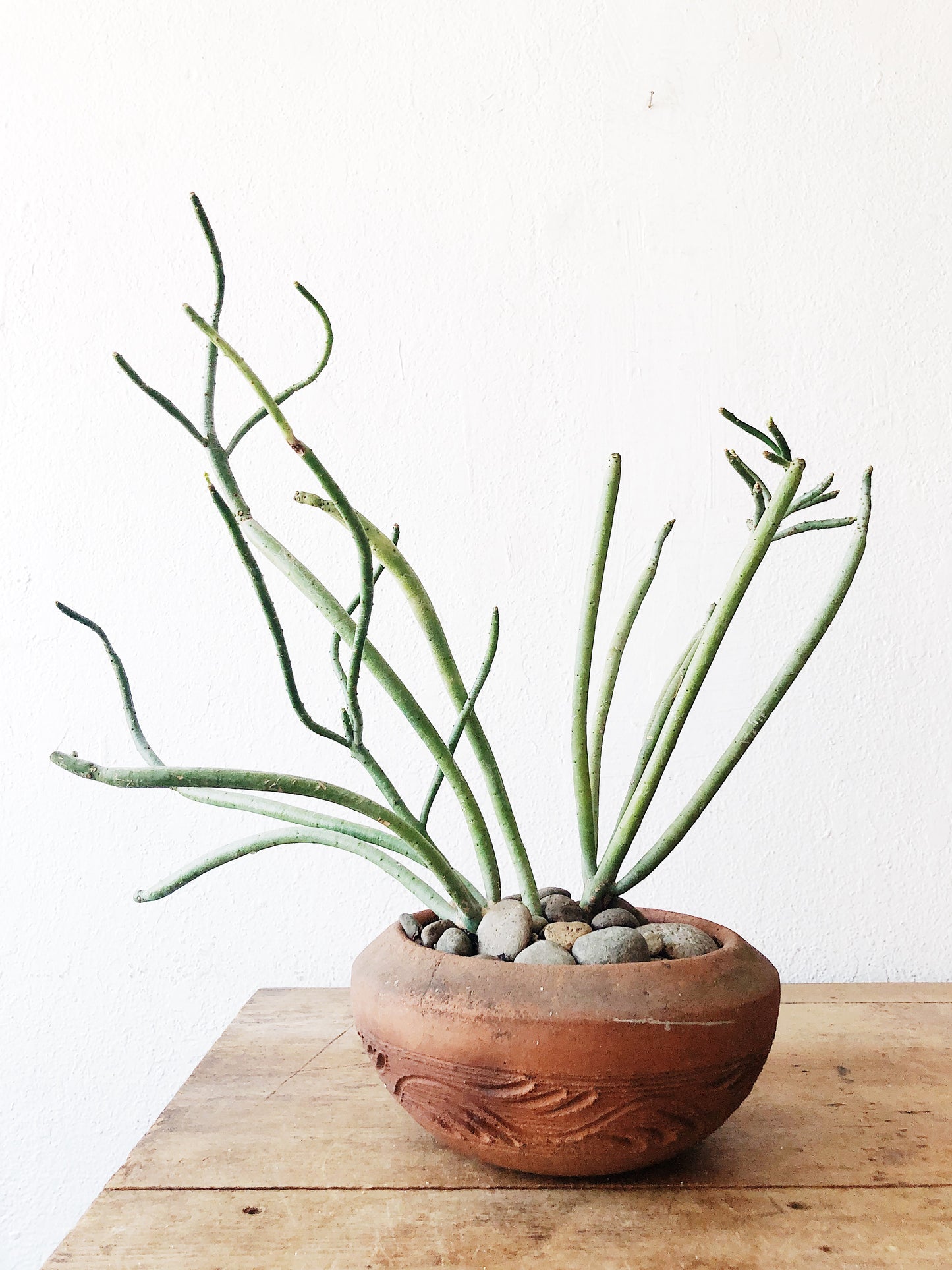 Euphorbia Tirucalli in Terra Cotta