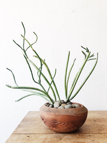 Euphorbia Tirucalli in Terra Cotta