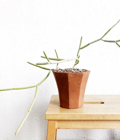 Collectors Plant: Sarcostemma Stoloniferum in Vintage Terra