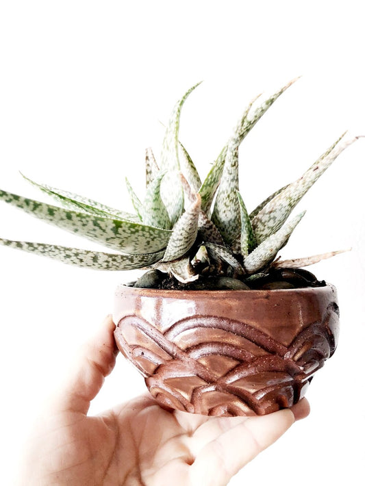 Variegated Aloe Potted in Vintage