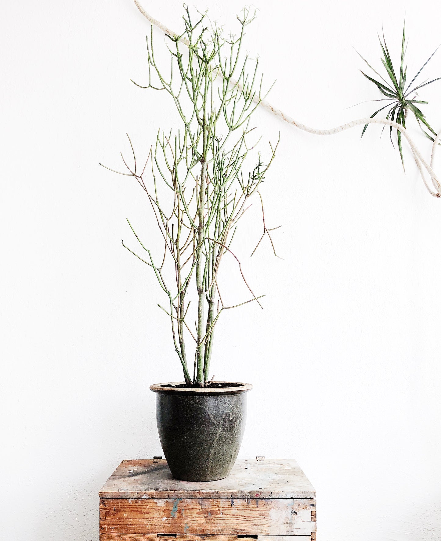 Euphorbia Tirucalli in Vintage Stoneware