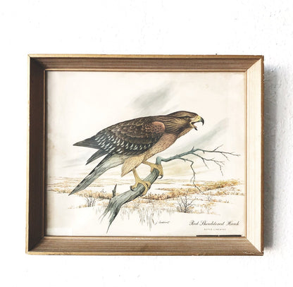 Vintage J Lockhart Hawk Litho