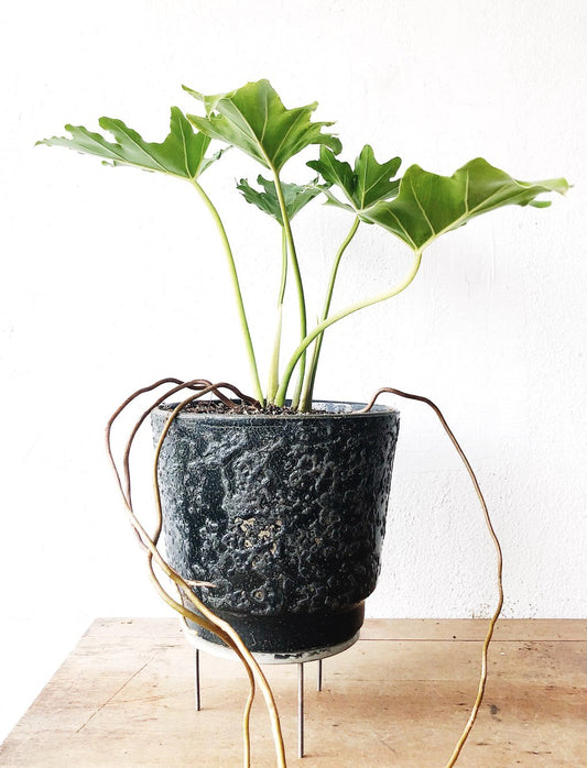 Philodendron Selloum in MCM Pot