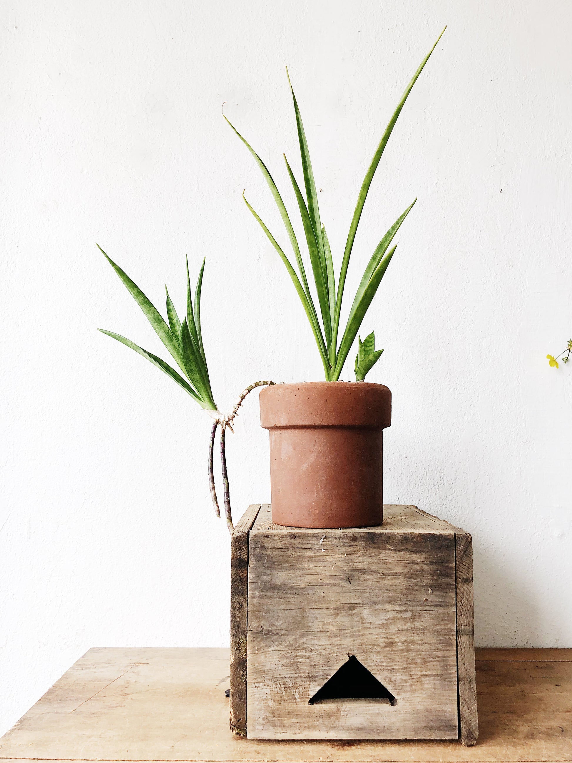 trailing sansevieria Rare Sansevieria Parva