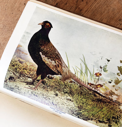 Antique 1800s Birds Book
