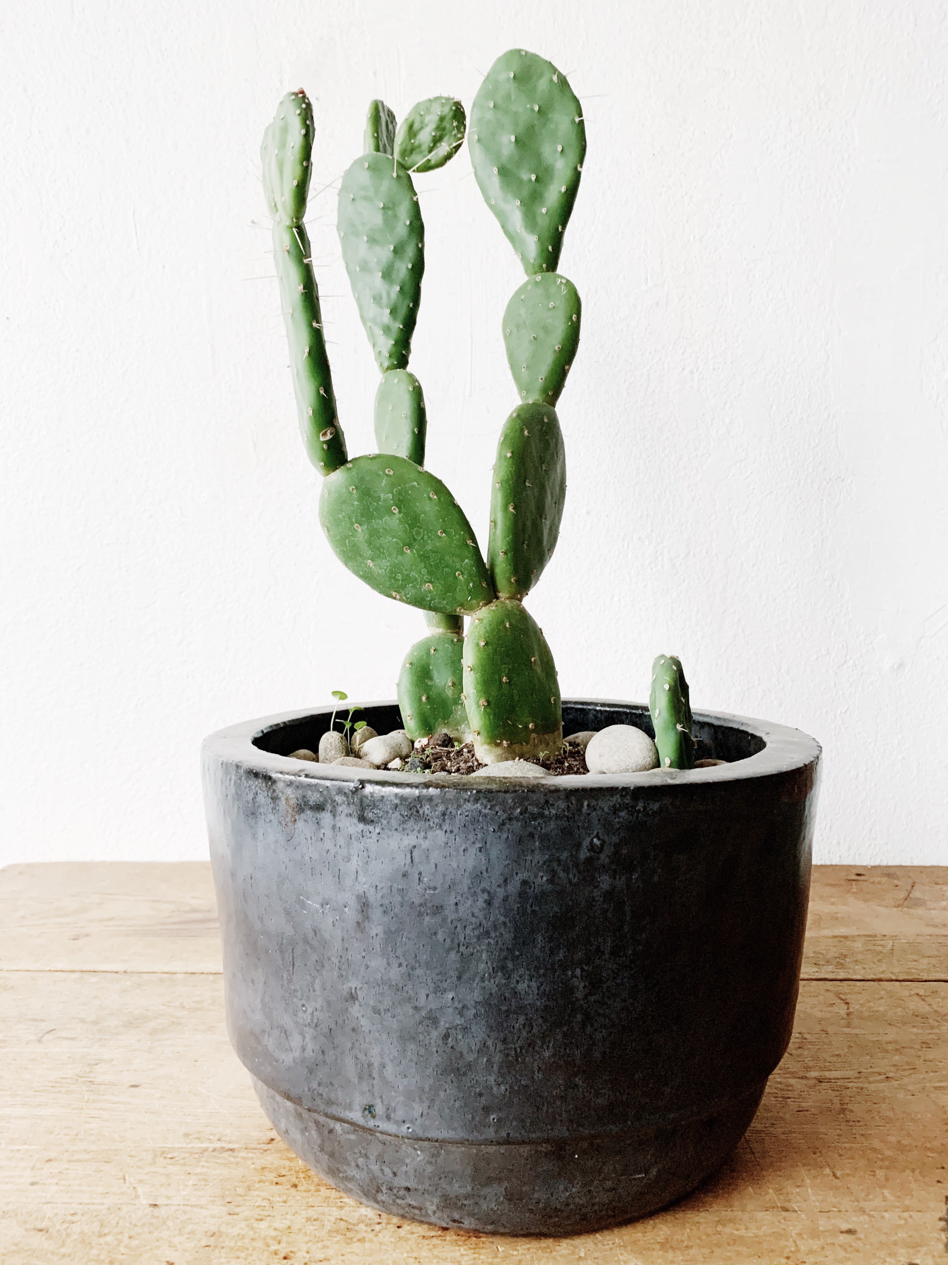 Large Mature Opuntia in Black Terra