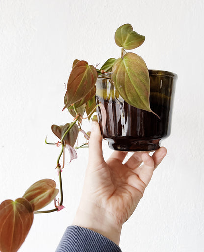 Philodendron Micans in Vintage