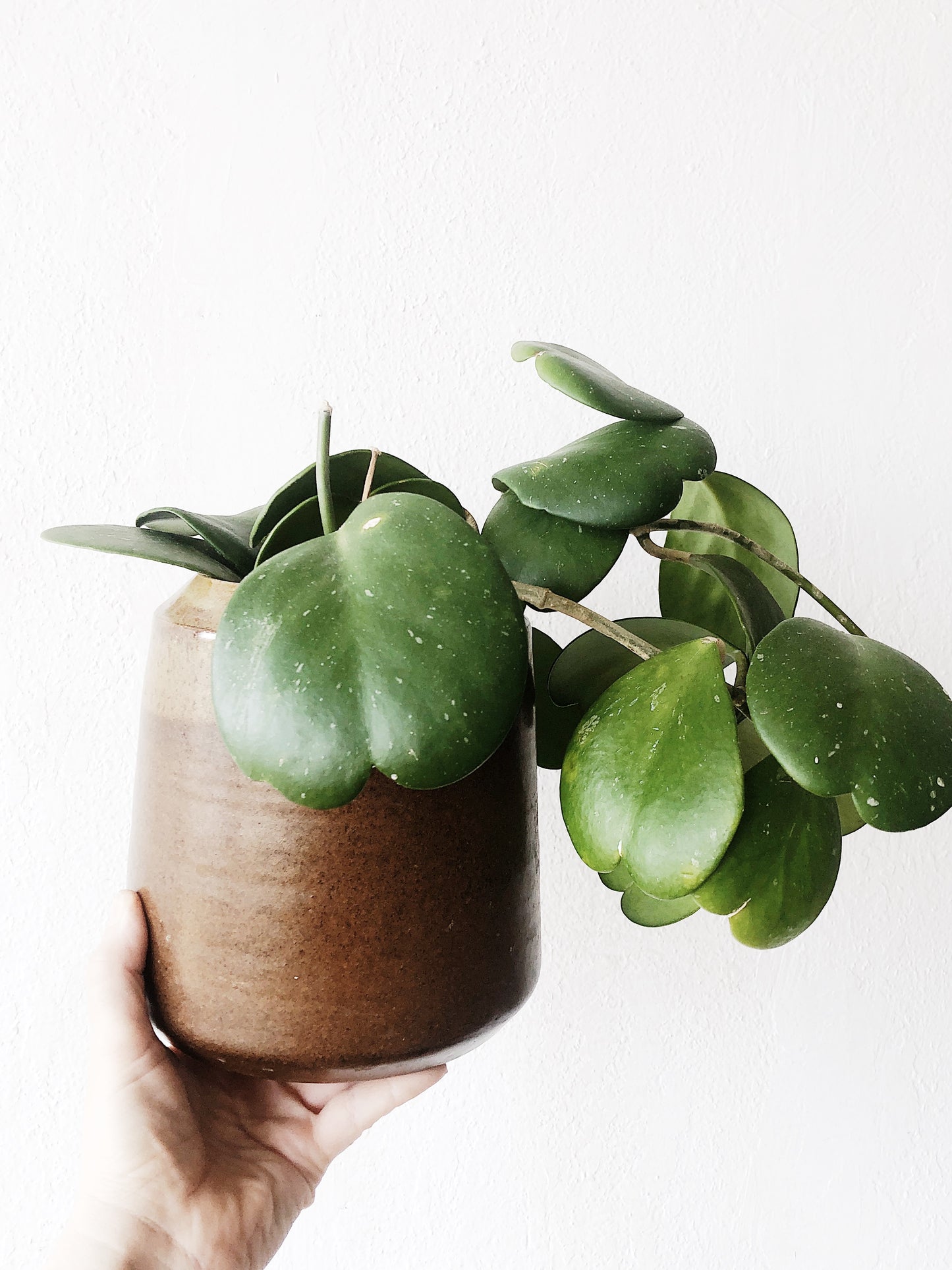 Hoya Kerrii in Vintage Stoneware