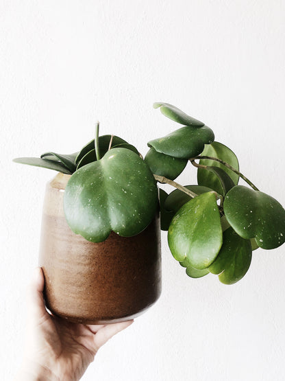 Hoya Kerrii in Vintage Stoneware