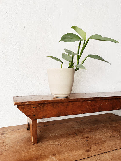 Philodendron Hasatum in Handmade Pottery