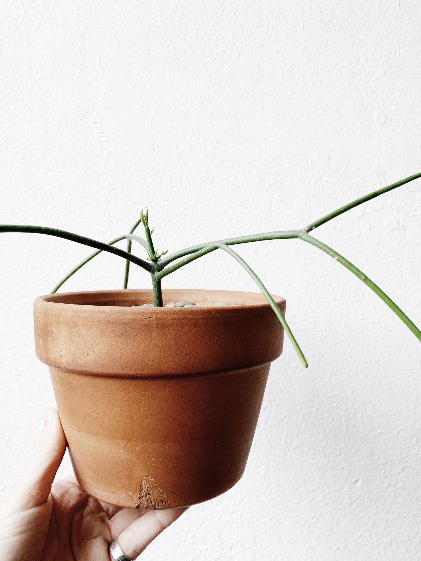Walking Stick Cactus in Terra Cotta