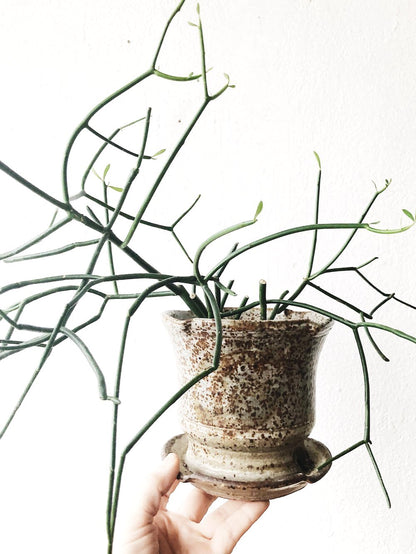 Walking Stick Cactus in Vintage