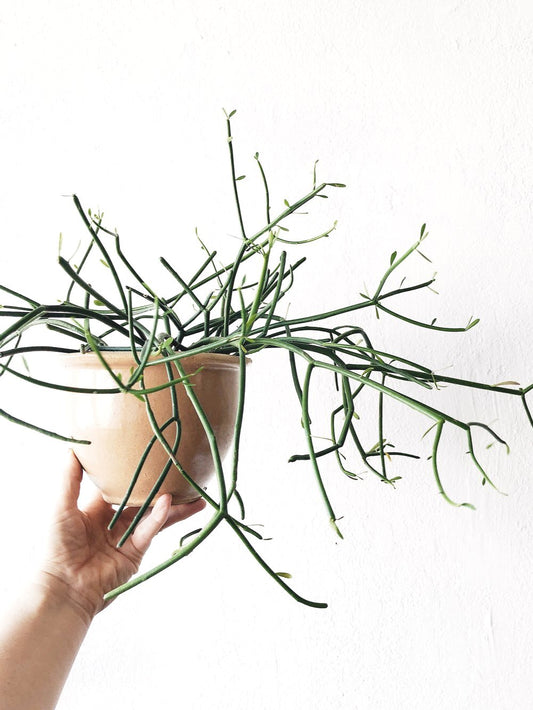 Euphorbia Tirucalli in Peach Stoneware