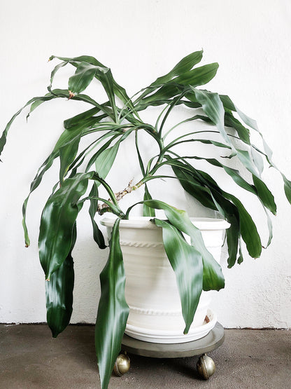 Extra Large Clay Planter