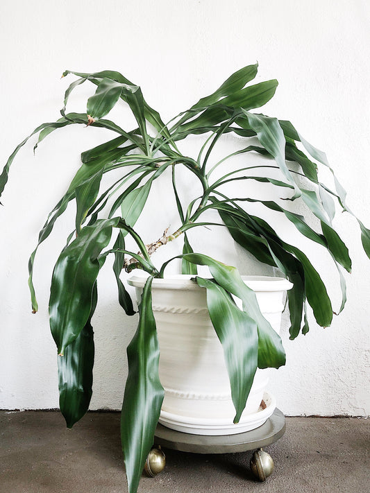 Extra Large Clay Planter