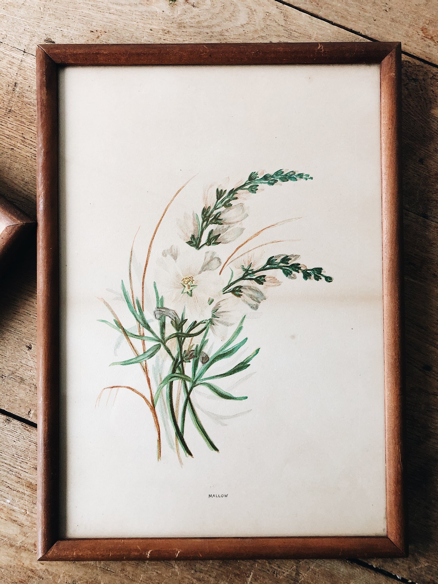 Antique Hand Colored Botanical Plates