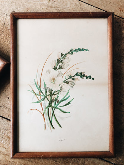 Antique Hand Colored Botanical Plates