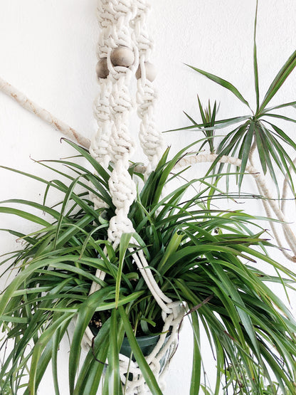 spider plant in macrame hanger Large Spider Plant in Cotton Macramé – Maven Collective