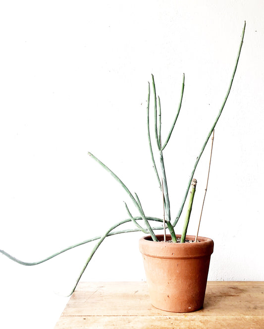 Extremely Rare Senecio Anteuphorbium in Terra