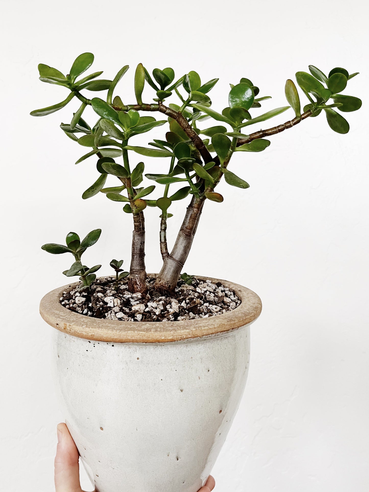 Large Potted Jade Plant