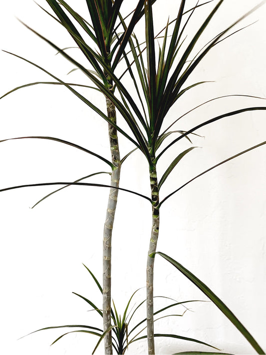 Tall Potted Dracaena Palm