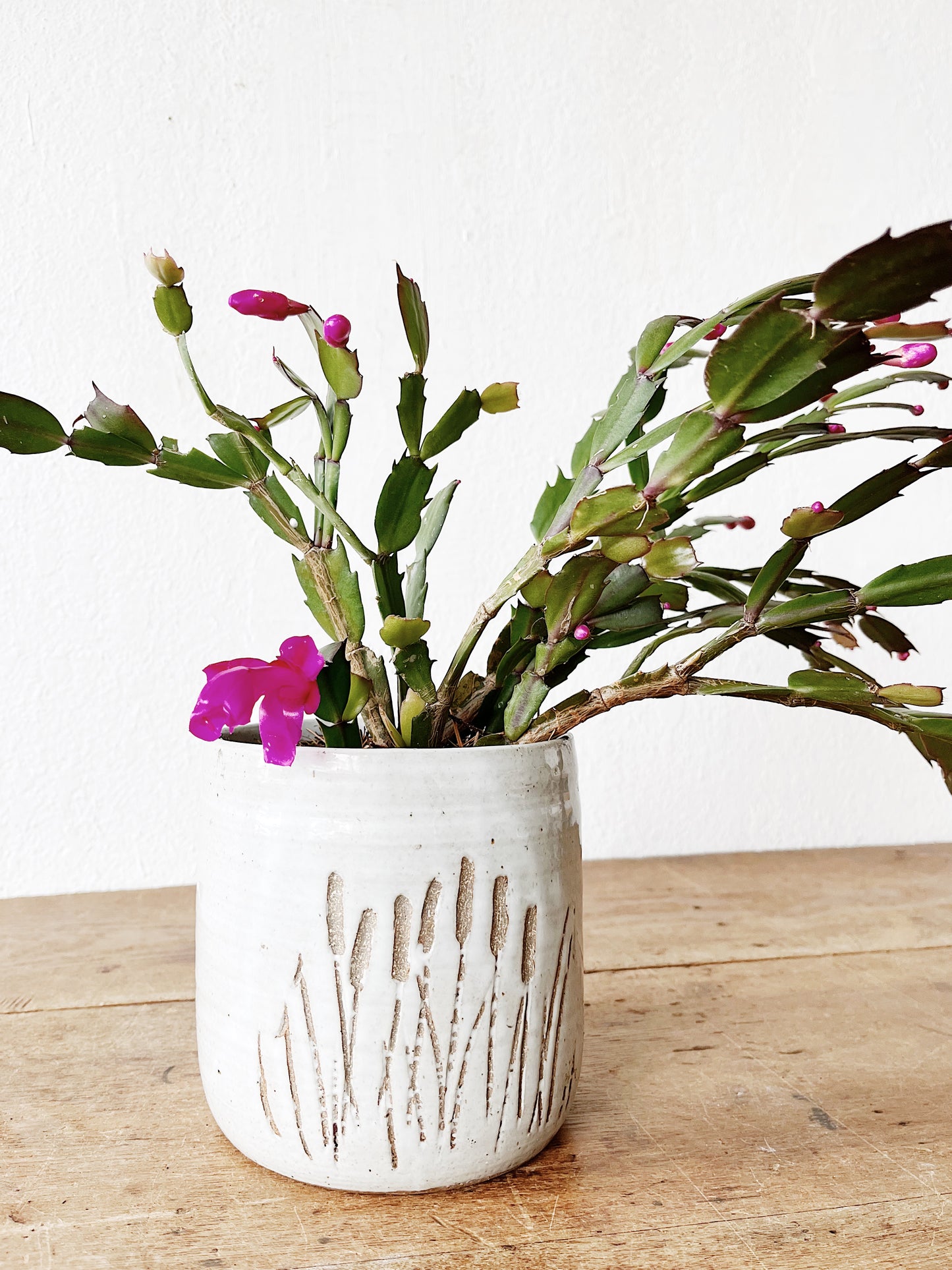 Christmas Cactus in Vintage Pottery