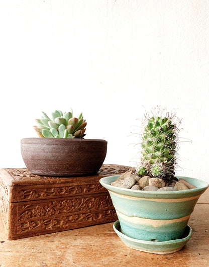 Potted Cactus in Handmade Pottery with Drainage