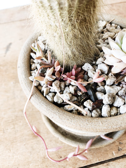 Succulent in Vintage Pottery