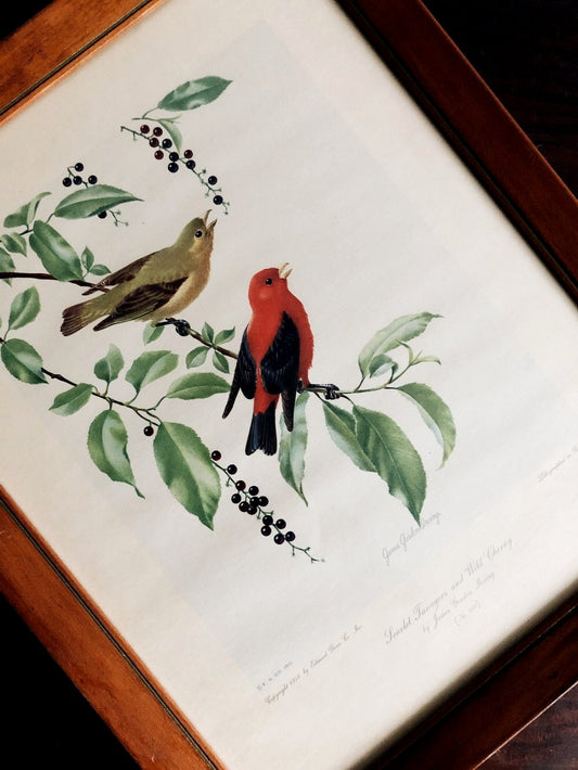 Vintage 1950s Natural History Lithograph