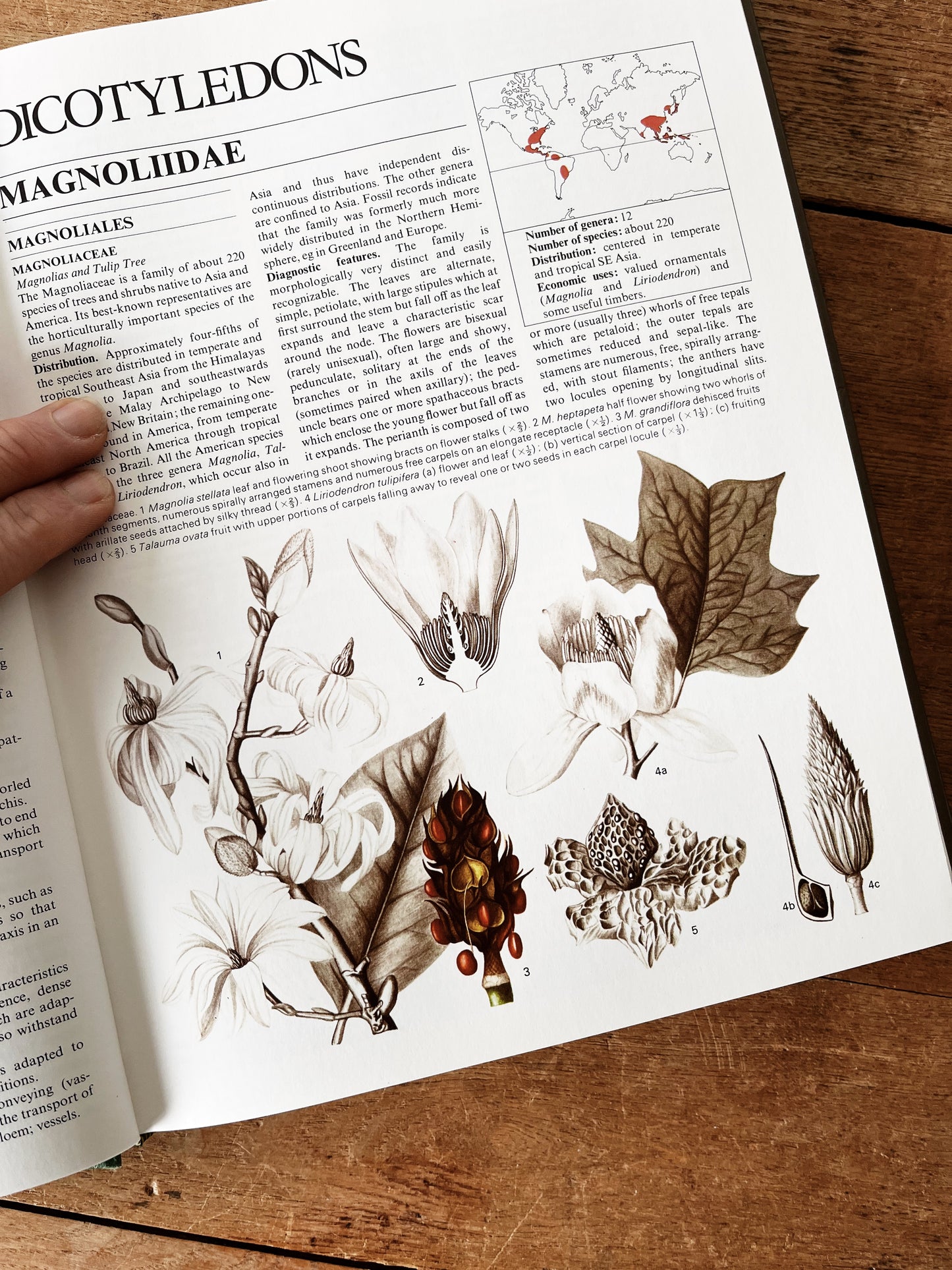 Flowering Plants of the World 1977