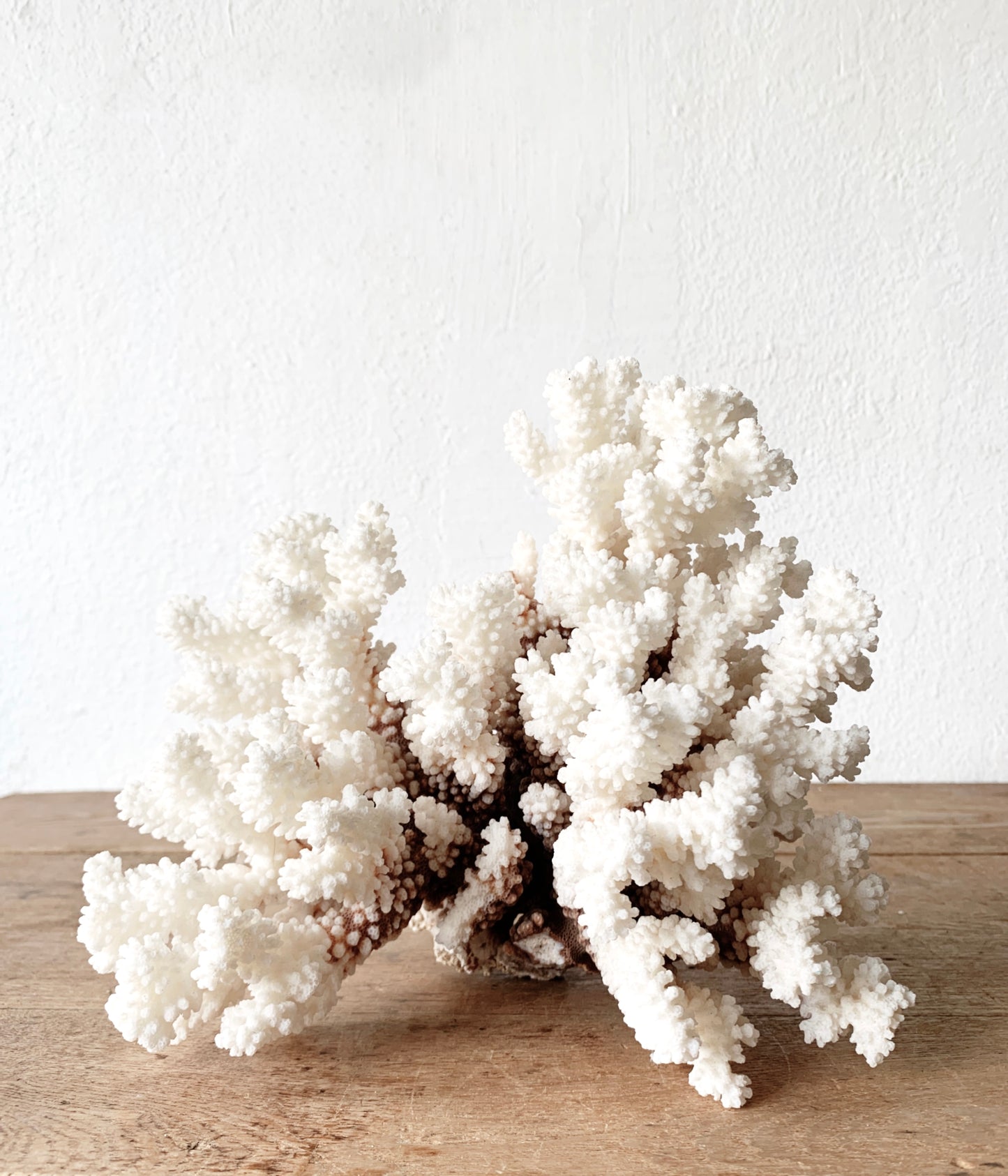 Large Natural Coral Specimen